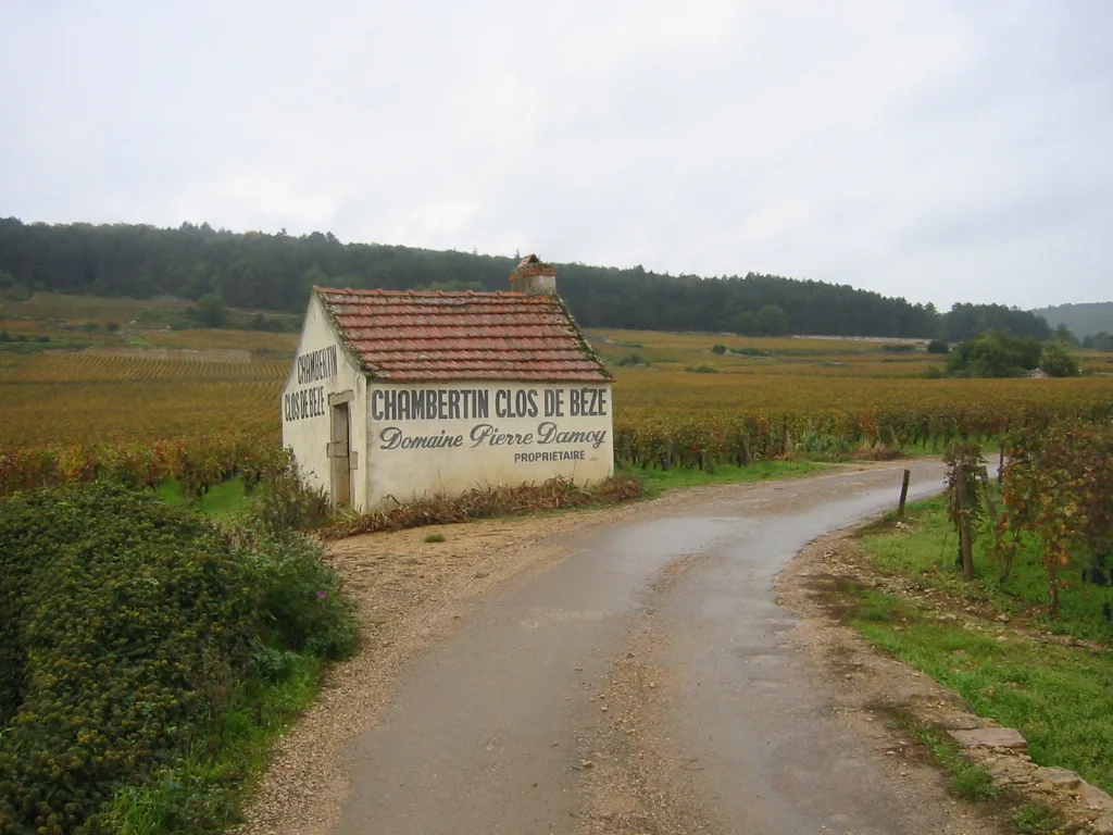 Le clos de Bèze à Gevrey-Chambertin.