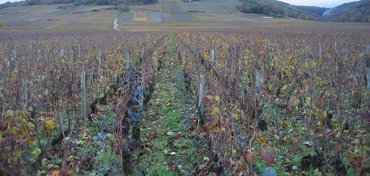 Les Grands Echezeaux en automne.