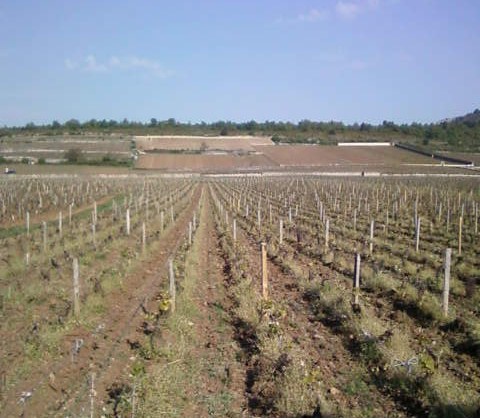 Vue du Montrachet (au milieu).