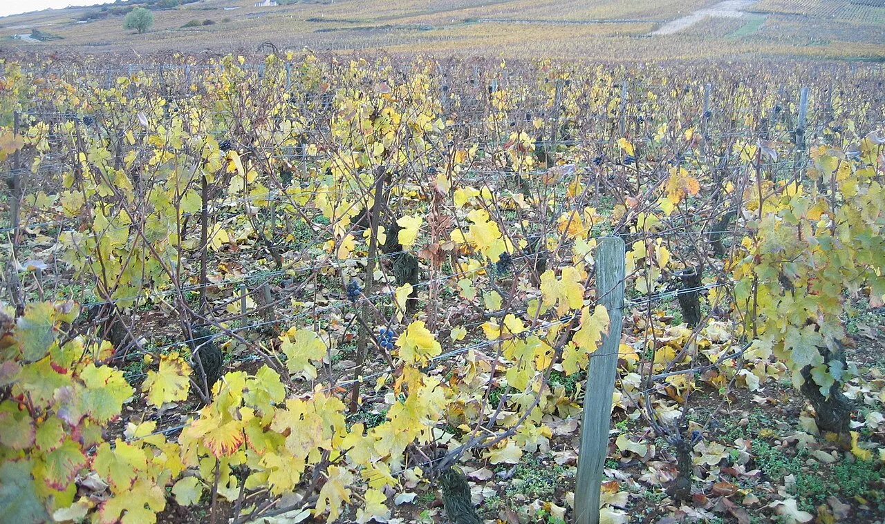 Le Richebourg en automne.